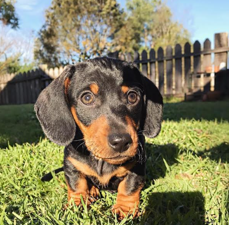 baby female